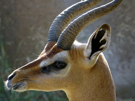 Фото Геренук