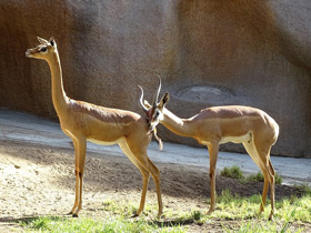 Фото Геренук