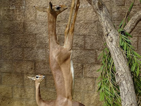 Фото Геренук