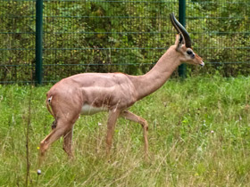 Фото Геренук