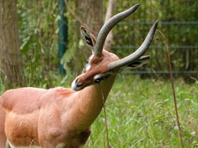 Фото Геренук