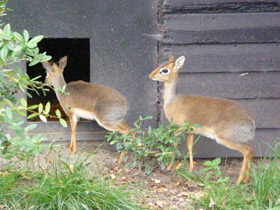 Фото Обыкновенный дикдик