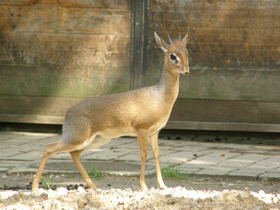 Фото Дик-Дики - глазастые малютки