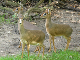 Фото Обыкновенный дикдик