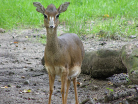 Фото Обыкновенный дикдик