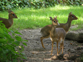 Фото Обыкновенный дикдик