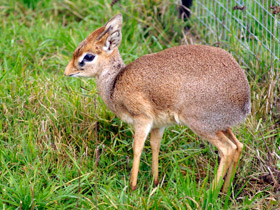 Фото Обыкновенный дикдик