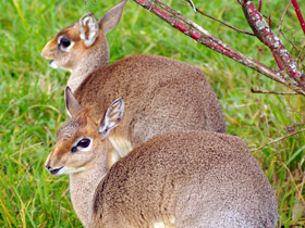 Фото Обыкновенный дикдик