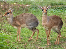 Фото Обыкновенный дикдик