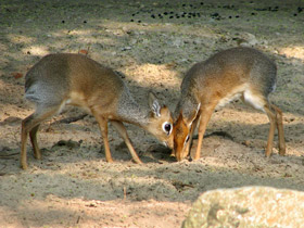 Фото Обыкновенный дикдик