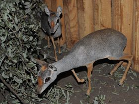 Фото Горный дик–дик