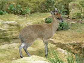 Фото Антилопа-прыгун