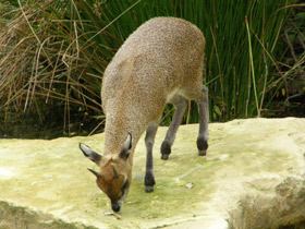 Фото Антилопа-прыгун