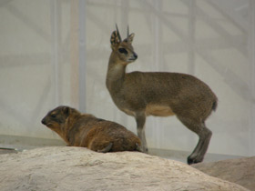 Фото Антилопа-прыгун