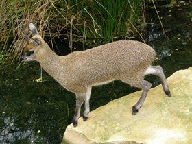 Фото Антилопа-прыгун