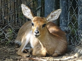 Фото Обыкновенный стенбок