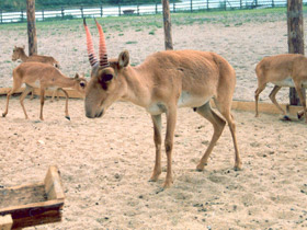 Фото Сайгак