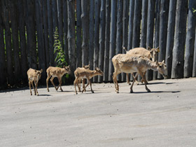 Фото Сайгак