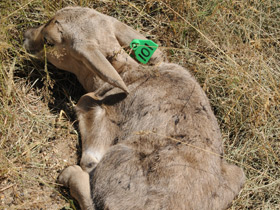Фото Сайгак
