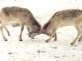 Фото Сайгак