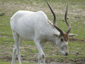 Смотреть фото Аддакс Фото Аддакс