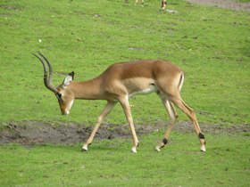 Фото Импала