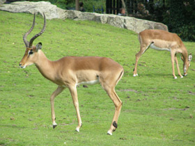 Фото Импала