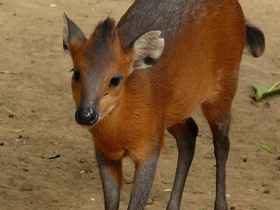 Фото Рыжебокий дукер
