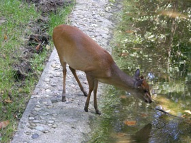 Фото Красный дукер