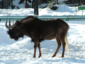 Фото Белохвостый гну