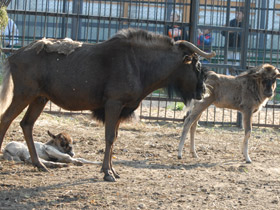 Фото Белохвостый гну