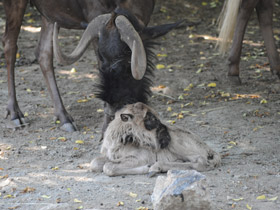 Фото Белохвостый гну
