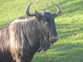 Фото Голубой гну