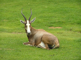 Смотреть фото Блесбок Фото Блесбок