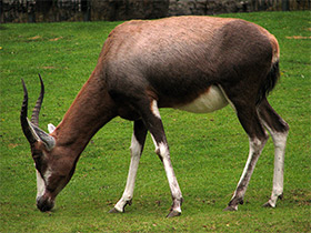 Смотреть фото Блесбок Фото Блесбок