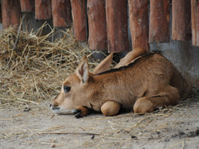 Фото Черная антилопа