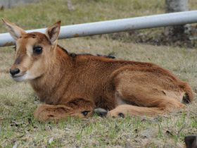 Фото Черная антилопа
