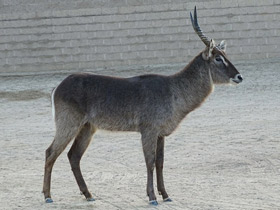 Фото Водяной козел