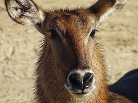 Фото Водяной козел