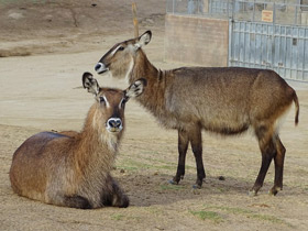 Фото Водяной козел