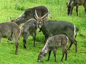 Фото Водяной козел