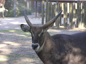 Фото Водяной козел