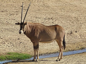 Фото Орикс бейза