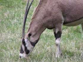 Фото Обыкновенный орикс