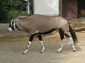 Фото Обыкновенный орикс