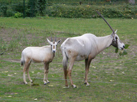 Фото Аравийский орикс
