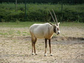 Фото Аравийский орикс