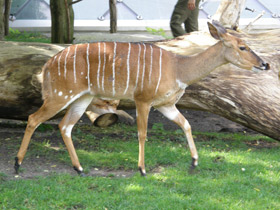 Смотреть фото Ньяла Фото Ньяла