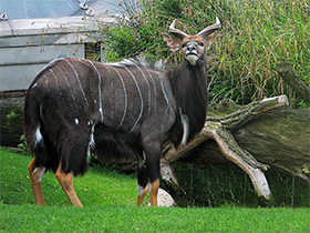 Смотреть фото Ньяла Фото Ньяла