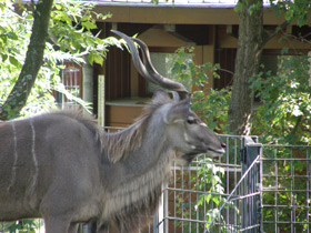 Смотреть фото Большой куду Фото Большой куду